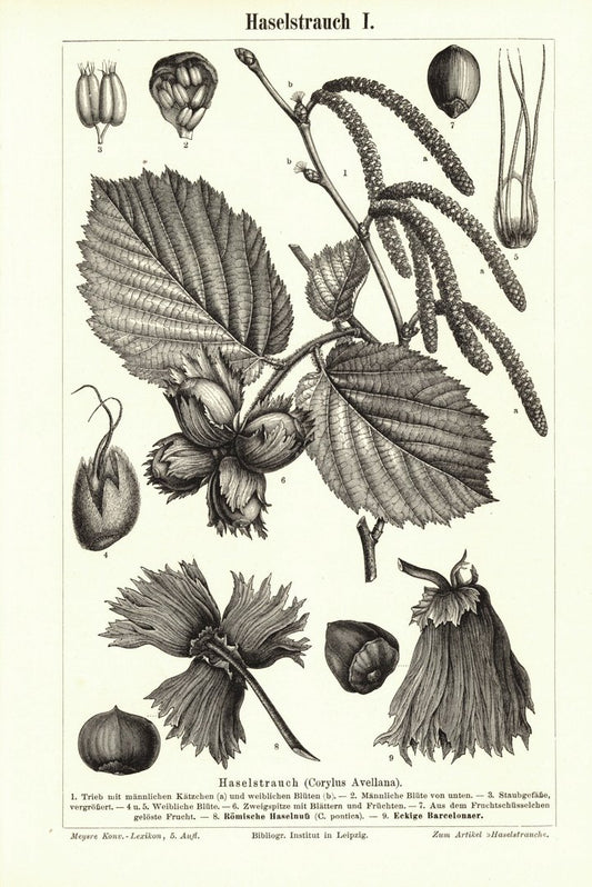 Haselstrauch. Buchillustration (Stich) von 1894