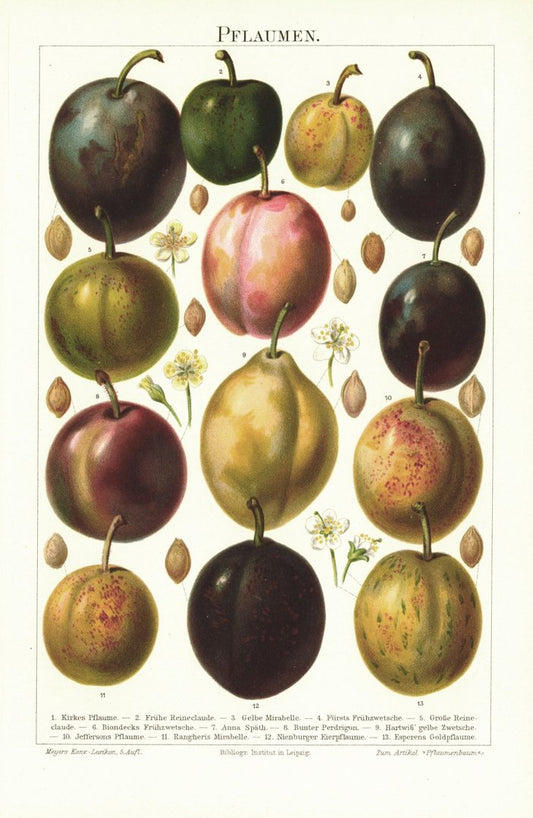 Pflaumen, Steinobst. Lithografie von 1896