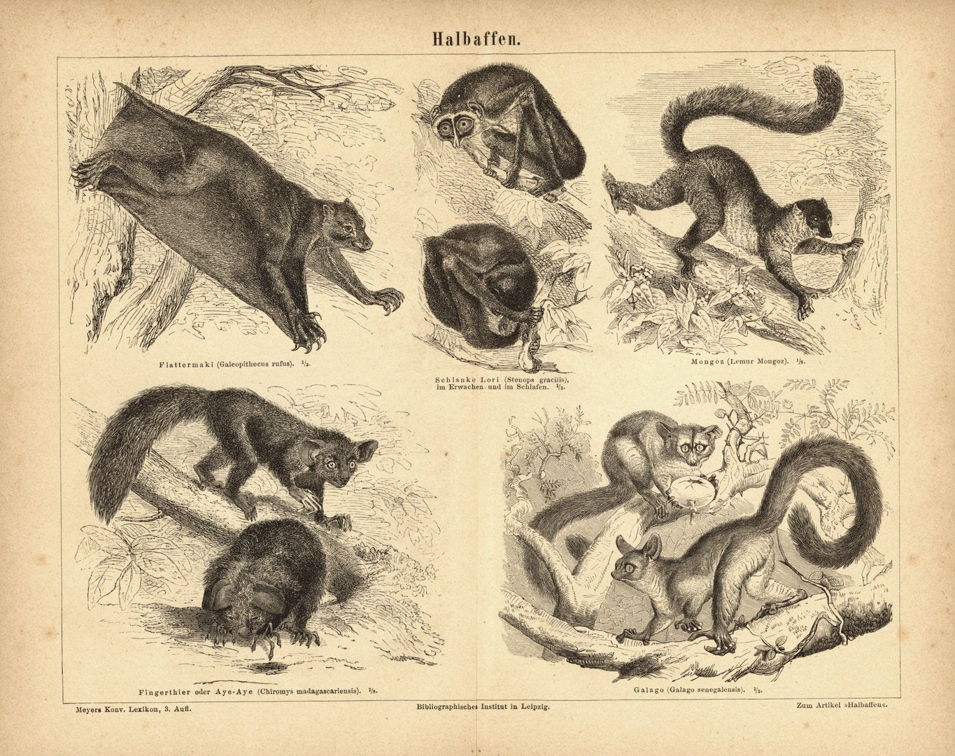 Halbaffen. Buchillustration (Stich) von 1876