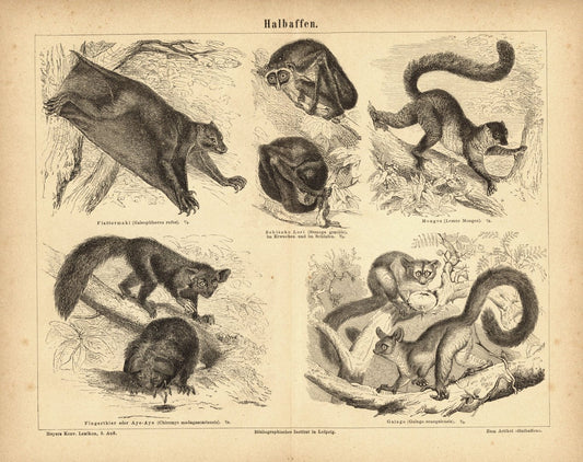 Halbaffen. Buchillustration (Stich) von 1876