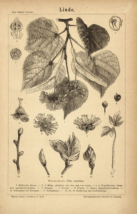 Linde. Buchillustration (Stich) von 1877