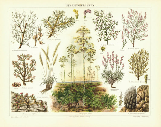 Steppenpflanzen. Lithografie von 1897