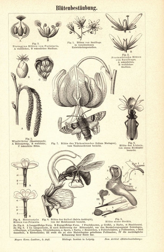 Blütenbestäubung. Buchillustration (Stich) von 1893