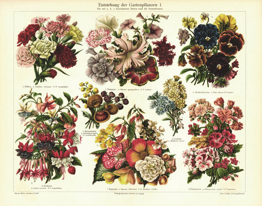 Entstehung der Gartenpflanzen. Lithografie von 1906