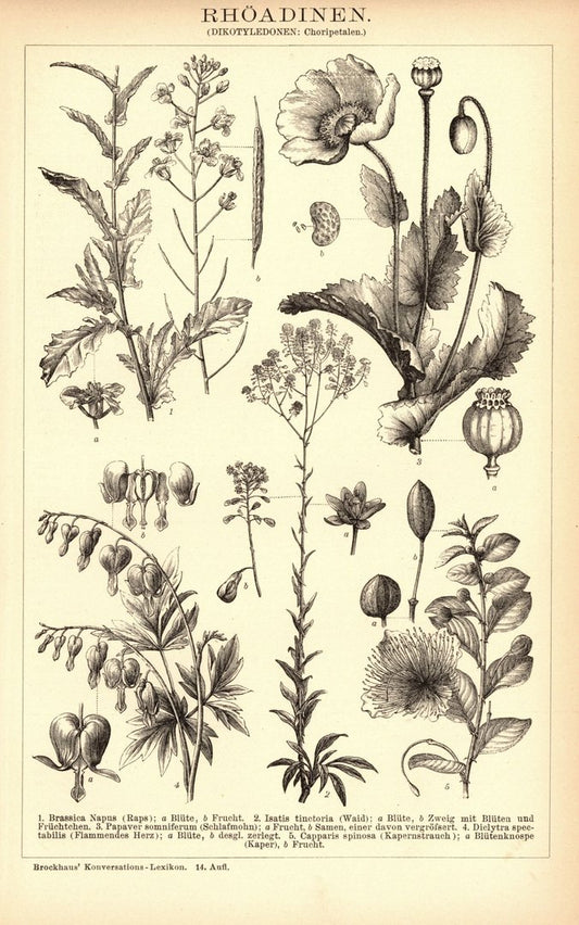 Rhöadinen. Buchillustration (Stich) von 1897