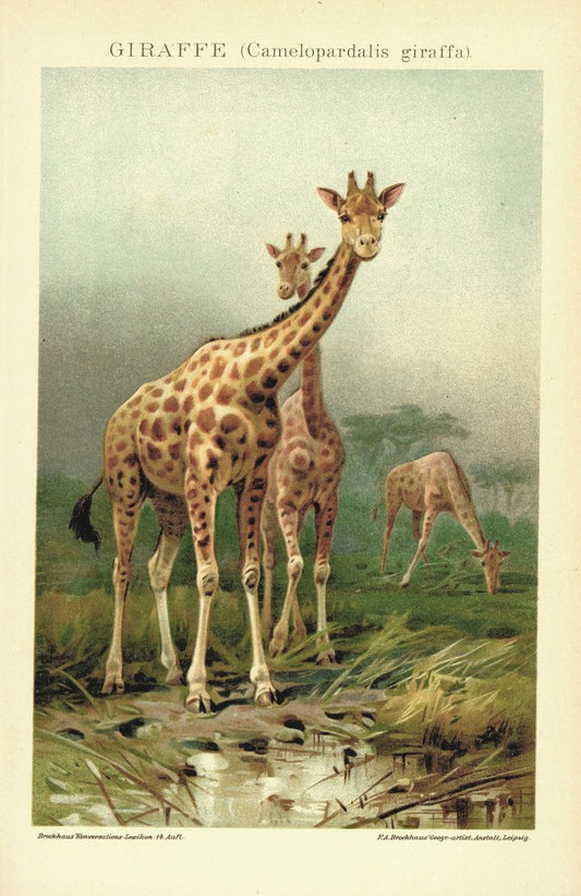 Giraffe . Lithografie von 1920