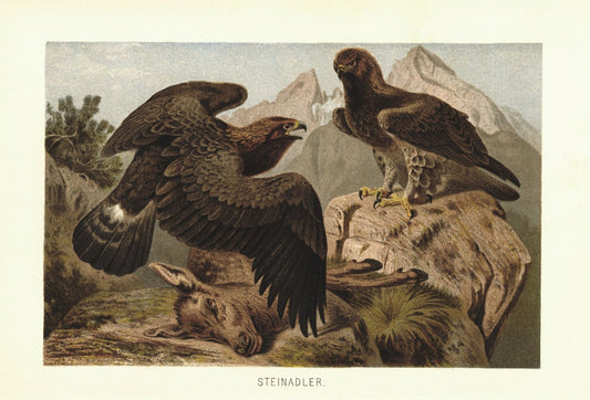 Steinadler. Lithografie von 1890