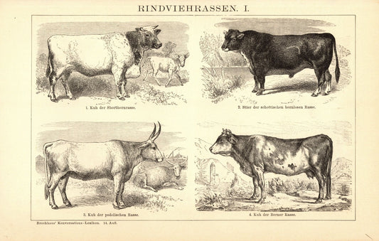 Rindviehrassen. Buchillustration (Stich) von 1897
