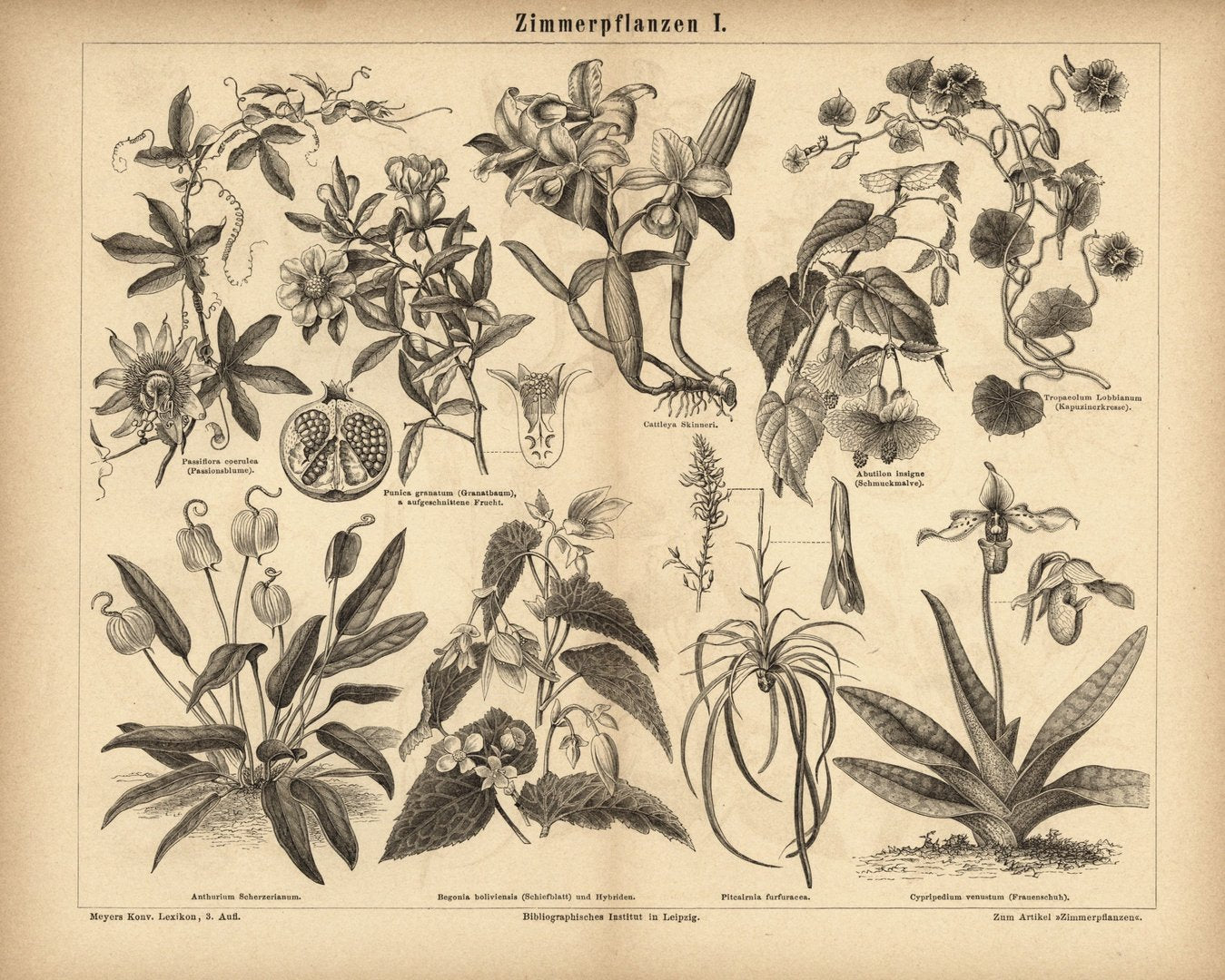 Zimmerpflanzen I. Buchillustration (Stich) von 1878