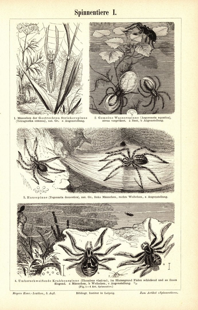 Spinnentiere. Buchillustration (Stich) von 1897