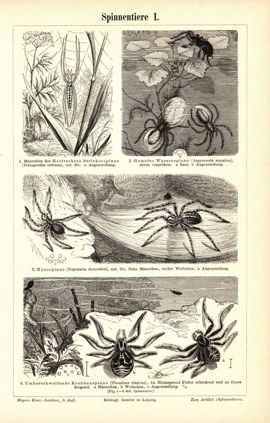 Spinnentiere. Buchillustration (Stich) von 1897