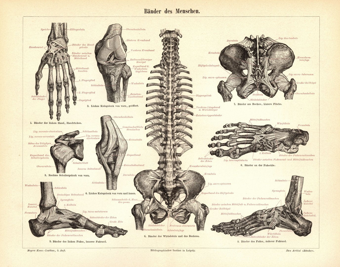 Bänder des Menschen. Buchillustration (Stich) von 1893