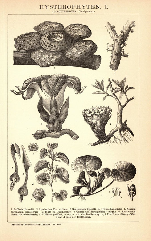 Hysterophyten. Buchillustration (Stich) von 1897