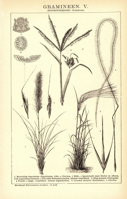 Gramineen. Buchillustration (Stich) von 1897