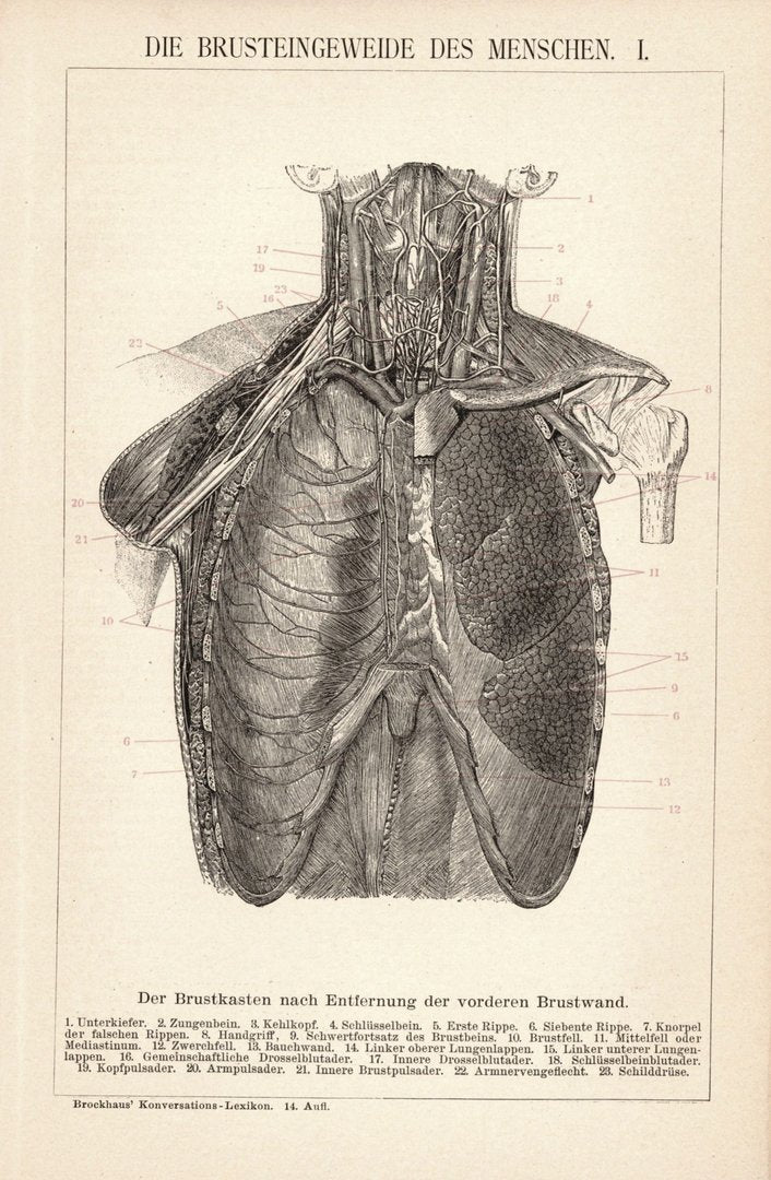 Die Brusteingeweide des Menschen. Buchillustration (Stich) von 1897