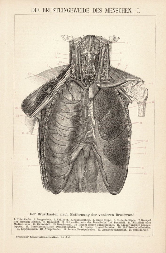 Die Brusteingeweide des Menschen. Buchillustration (Stich) von 1897