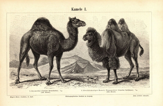 Kamele. Buchillustration (Stich) von 1896