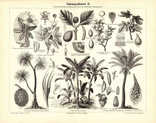 Nahrungspflanzen II. Buchillustration (Stich) von 1897