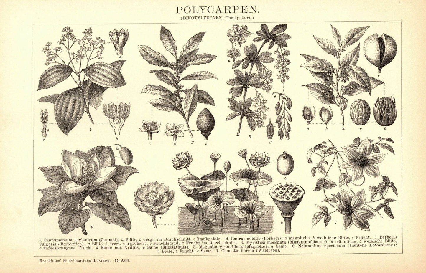 Polycarpen. Buchillustration (Stich) von 1897