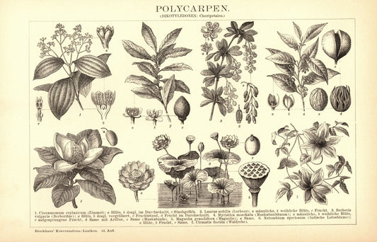 Polycarpen. Buchillustration (Stich) von 1897