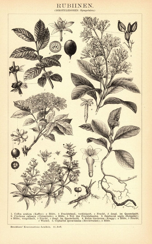 Rubiinen. Buchillustration (Stich) von 1897