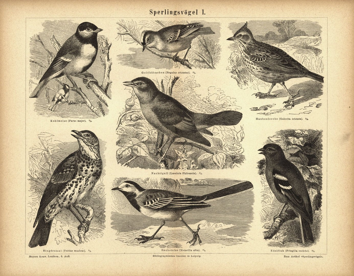 Sperlingsvögel I. Buchillustration (Stich) von 1878