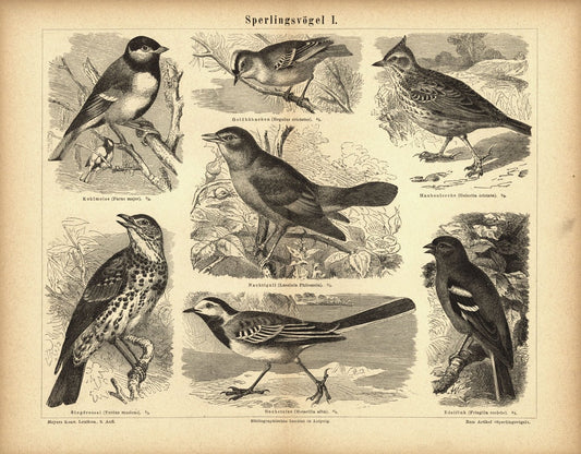 Sperlingsvögel I. Buchillustration (Stich) von 1878