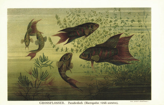 Grossflosser, Paradiesfisch. Lithografie von 1896