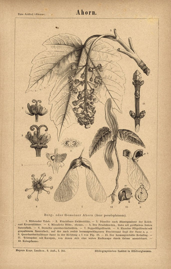 Ahorn. Buchillustration (Stich) von 1874