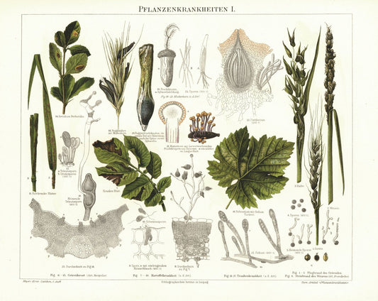 Pflanzenkrankheiten. Lithografie von 1896