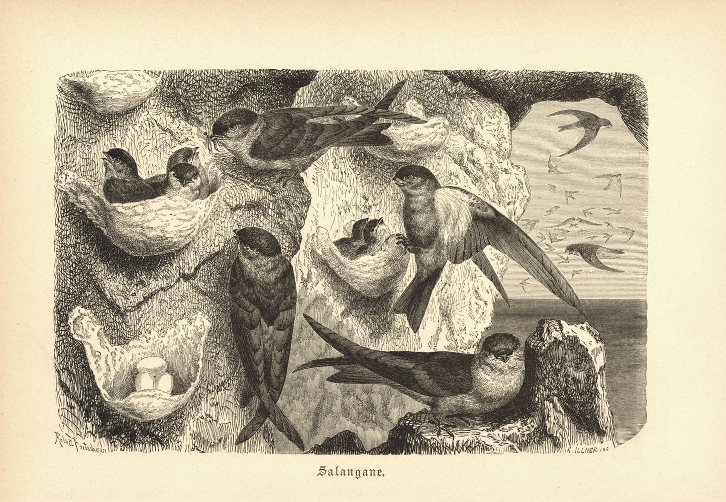 Salangane, Vogel. Buchillustration (Holzschnitt) von 1890