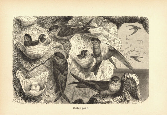 Salangane, Vogel. Buchillustration (Holzschnitt) von 1890
