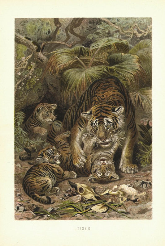 Tiger. Lithografie von 1890