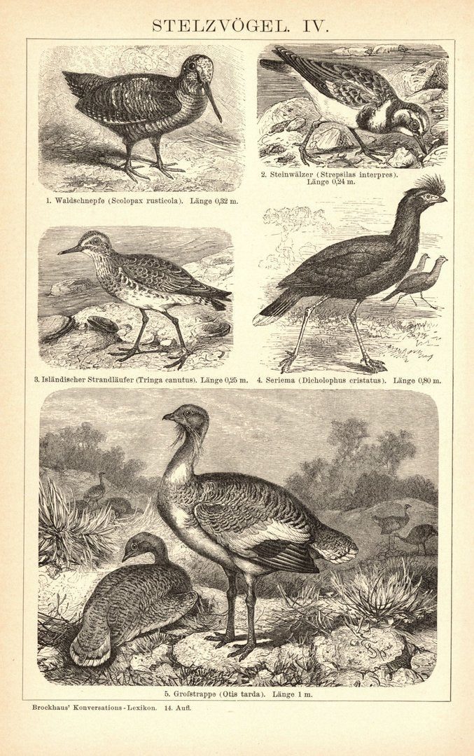 Stelzvögel III-IV. Buchillustration (Stich) von 1897