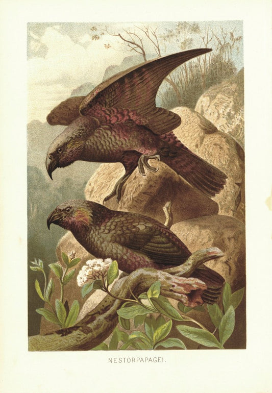 Nestorpapagei, Vögel. Lithografie von 1890