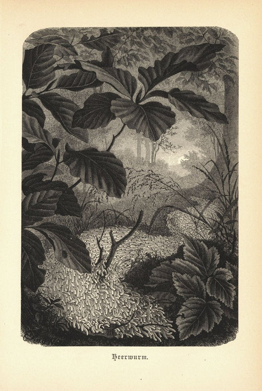 Heerwurm. Buchillustration (Holzschnitt) von 1890