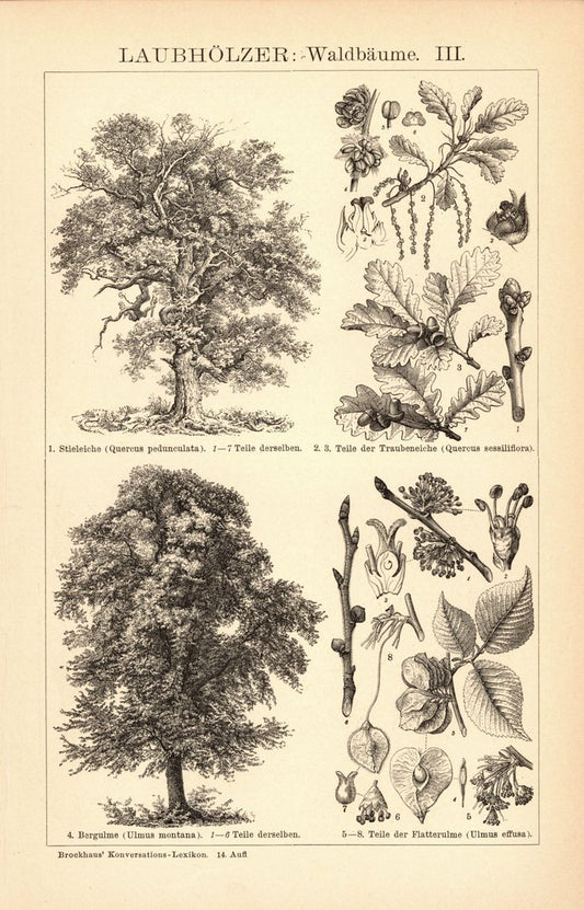 Laubhölzer, Waldbäume III-IV. Buchillustration (Stich) von 1897