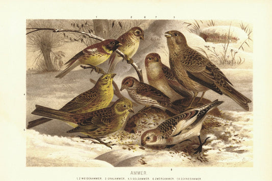 Ammer Vögel, Zwergammer, Grauammer u.a. Lithografie von 1890