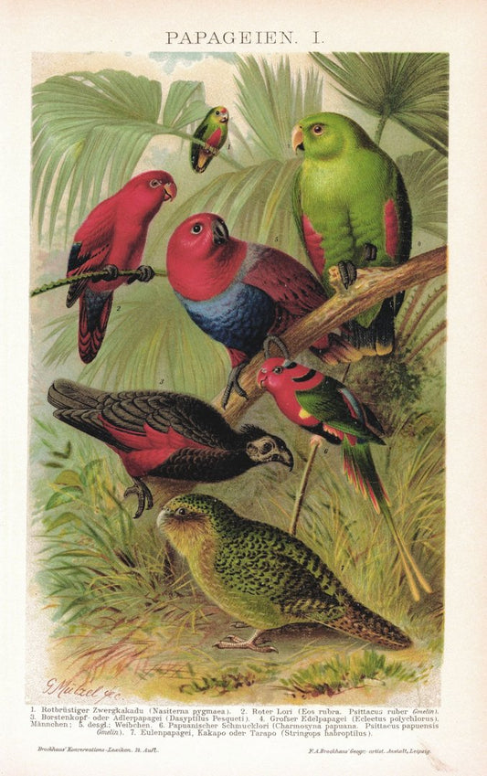 Papageien. Lithografie von 1920