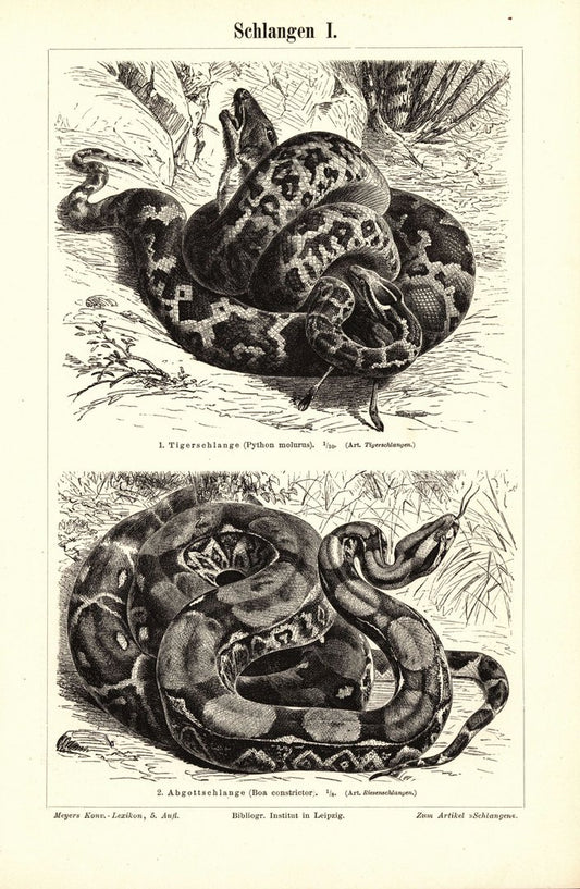 Schlangen I-II. Buchillustration (Stich) von 1897