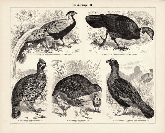Hühnervögel. Buchillustration (Stich) von 1896