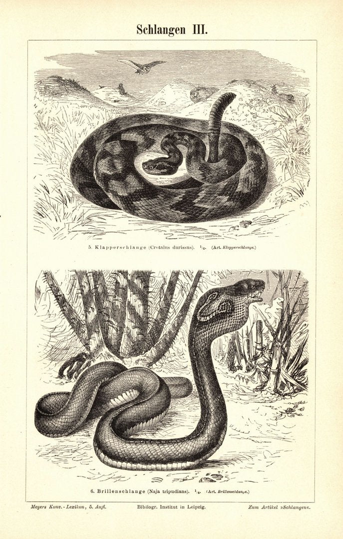 Schlangen III-IV. Buchillustration (Stich) von 1897