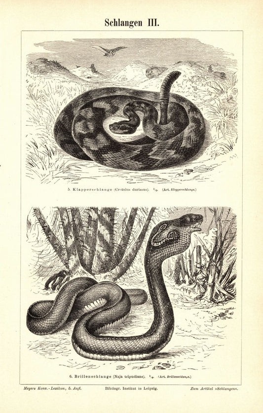 Schlangen III-IV. Buchillustration (Stich) von 1897