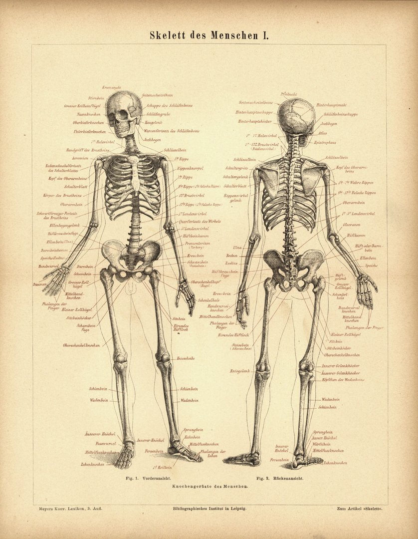 Skelett des Menschen I. Buchillustration (Stich) von 1878