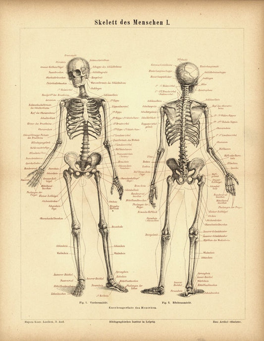 Skelett des Menschen I. Buchillustration (Stich) von 1878