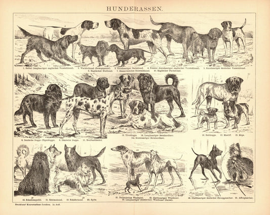 Hunderassen. Buchillustration (Stich) von 1897