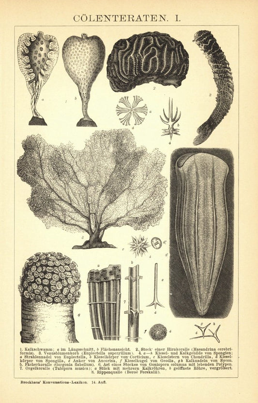 Cölenteraten. Buchillustration (Stich) von 1897