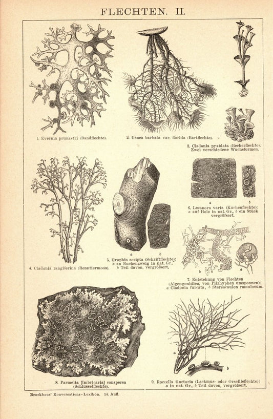 Flechten. Buchillustration (Stich) von 1897