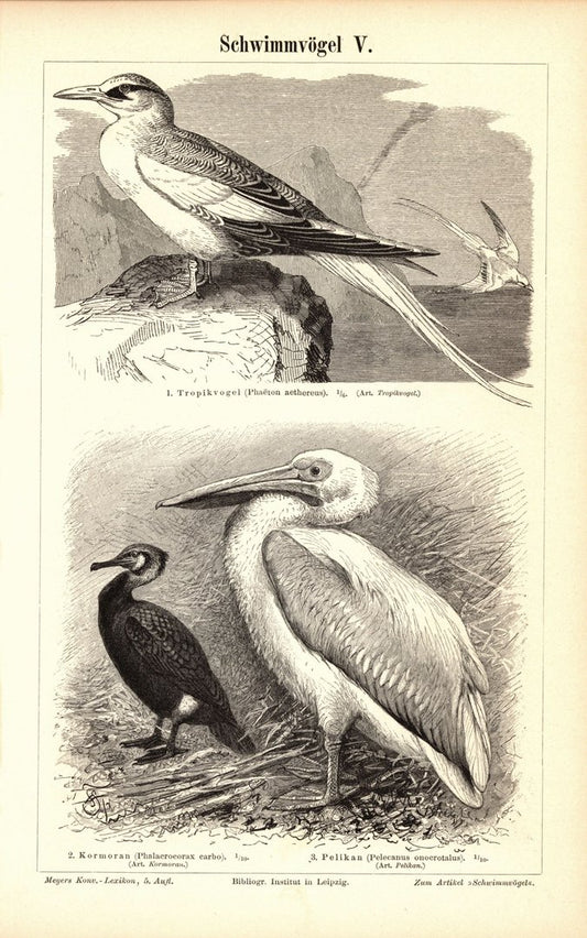 Schwimmvögel V-VI. Buchillustration (Stich) von 1897