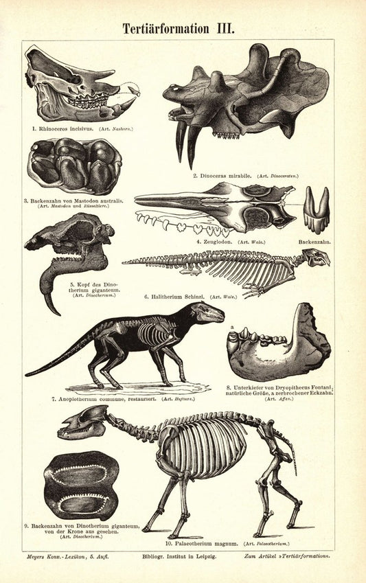 Tertiärformation III. Buchillustration (Stich) von 1897
